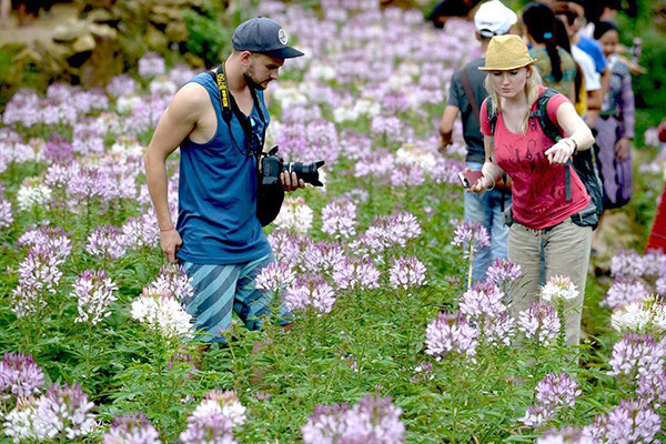 Nuôi bò, trồng lúa, ngắm hoa ... kiếm tiền nhờ đưa khách về làng ảnh 3