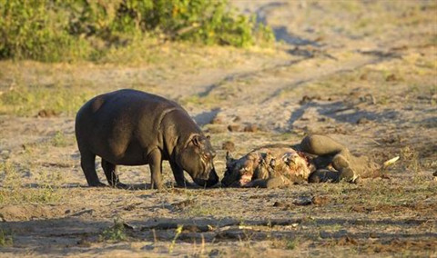 Hà mã đánh lui mẹ con sư tử để ăn thịt voi ảnh 4
