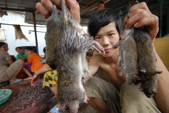 Độc đáo nghề 'thổi nước' vào hang bắt chuột đồng ở miền Tây ảnh 15