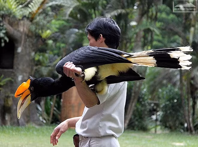 Hồng hoàng có tuổi thọ đáng nể. Trong môi trường nuôi nhốt chúng sống 60 năm, thậm chí đến 90 năm.