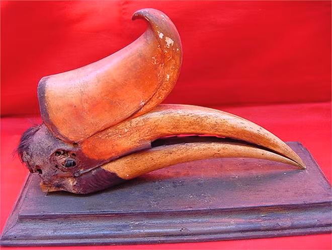 Hồng hoàng có bộ sừng vô cùng đặc biệt. Thoạt nhìn, người ta có thể lầm tưởng ai đó đã tinh nghịch buộc trên đầu chúng một chiếc hoa chuối rừng với màu vàng phối đỏ vô cùng bắt mắt.