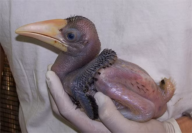 Vẻ đẹp huyền hoặc của loài chim quý có tên Phượng Hoàng Đất ở Tràng An ảnh 2