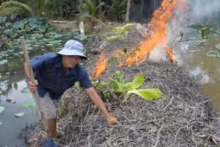 Chuột bắt xong được người dân bẻ răng, để chuột không còn cắn vào tay gây thương tích