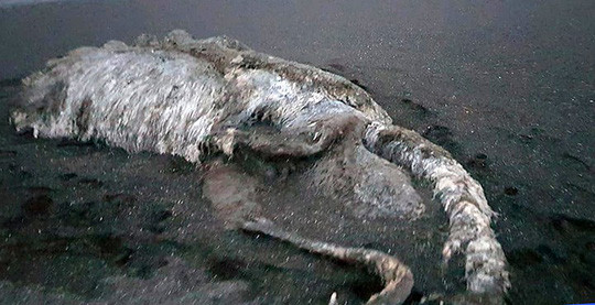 “Thủy quái” bí ẩn trôi dạt vào bờ biển Nga ảnh 4