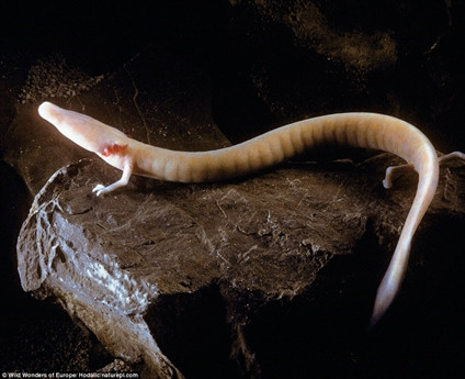 Những loài động vật xấu nhất hành tinh có thể tuyệt chủng ảnh 10