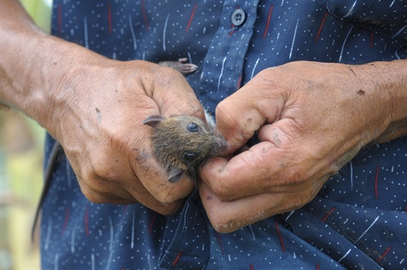 Những con chuột thoát ra ngoài sẽ bị người đi 