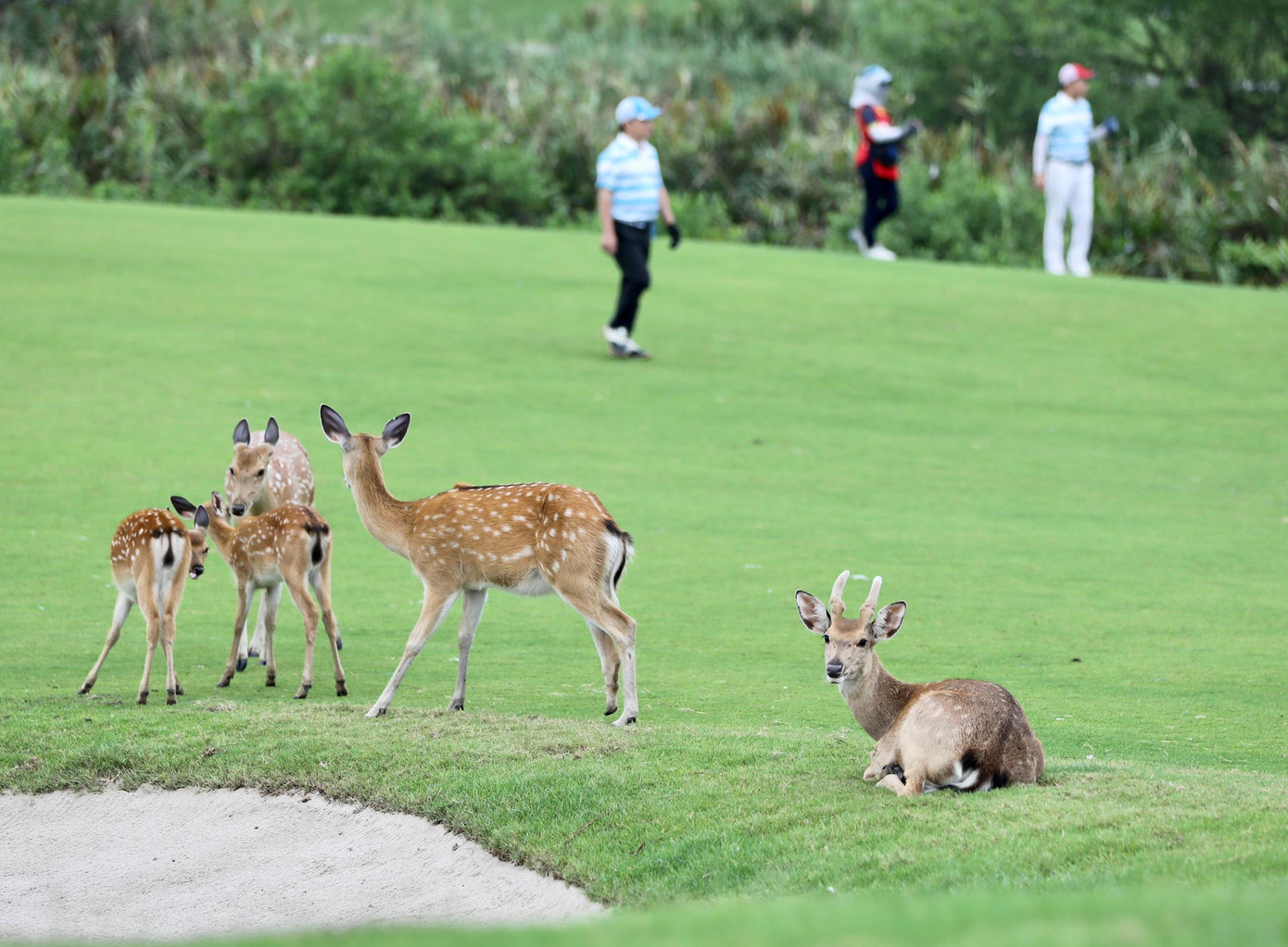 Golfer Đinh Thanh Vượng vô địch Giải Golf Hải Phòng mở rộng - Cúp Hoa Phượng 2022 ảnh 43