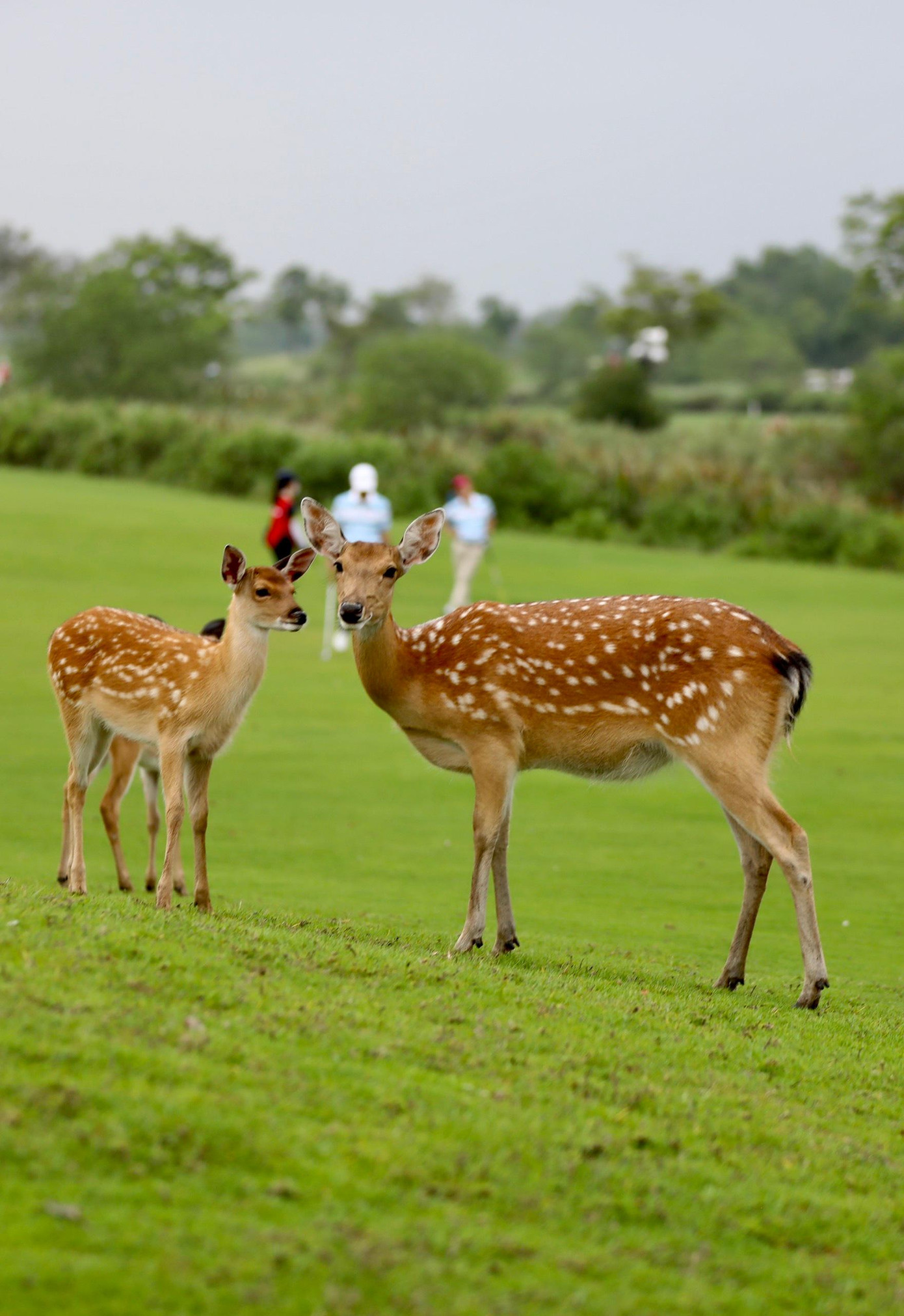 Golfer Đinh Thanh Vượng vô địch Giải Golf Hải Phòng mở rộng - Cúp Hoa Phượng 2022 ảnh 38