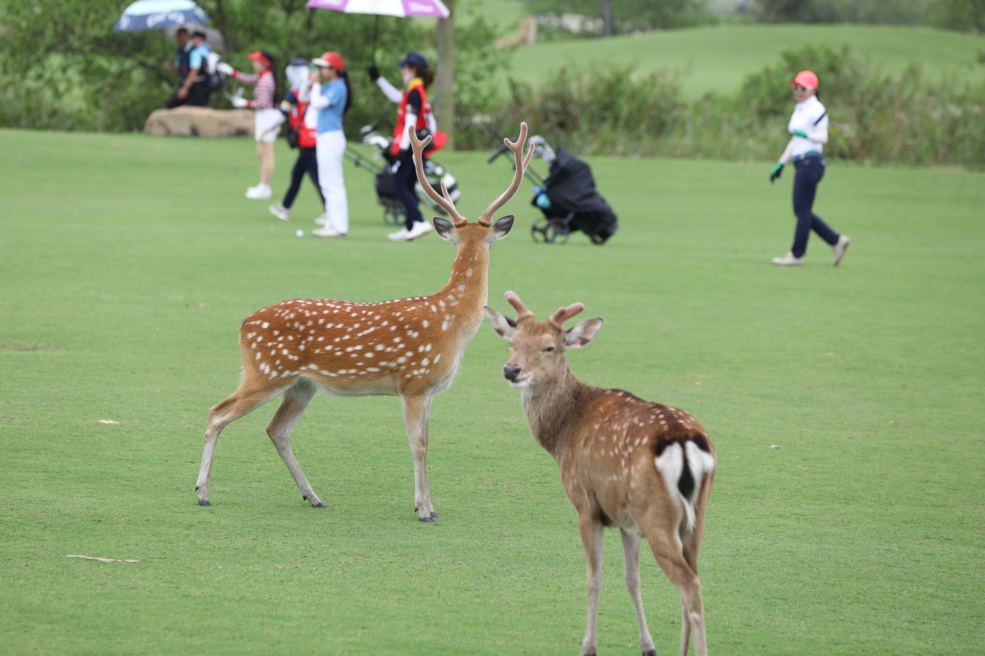 Giải Vô địch Golf Quốc gia 2022 – Cúp VinFast khép lại những ngày đáng nhớ ảnh 44