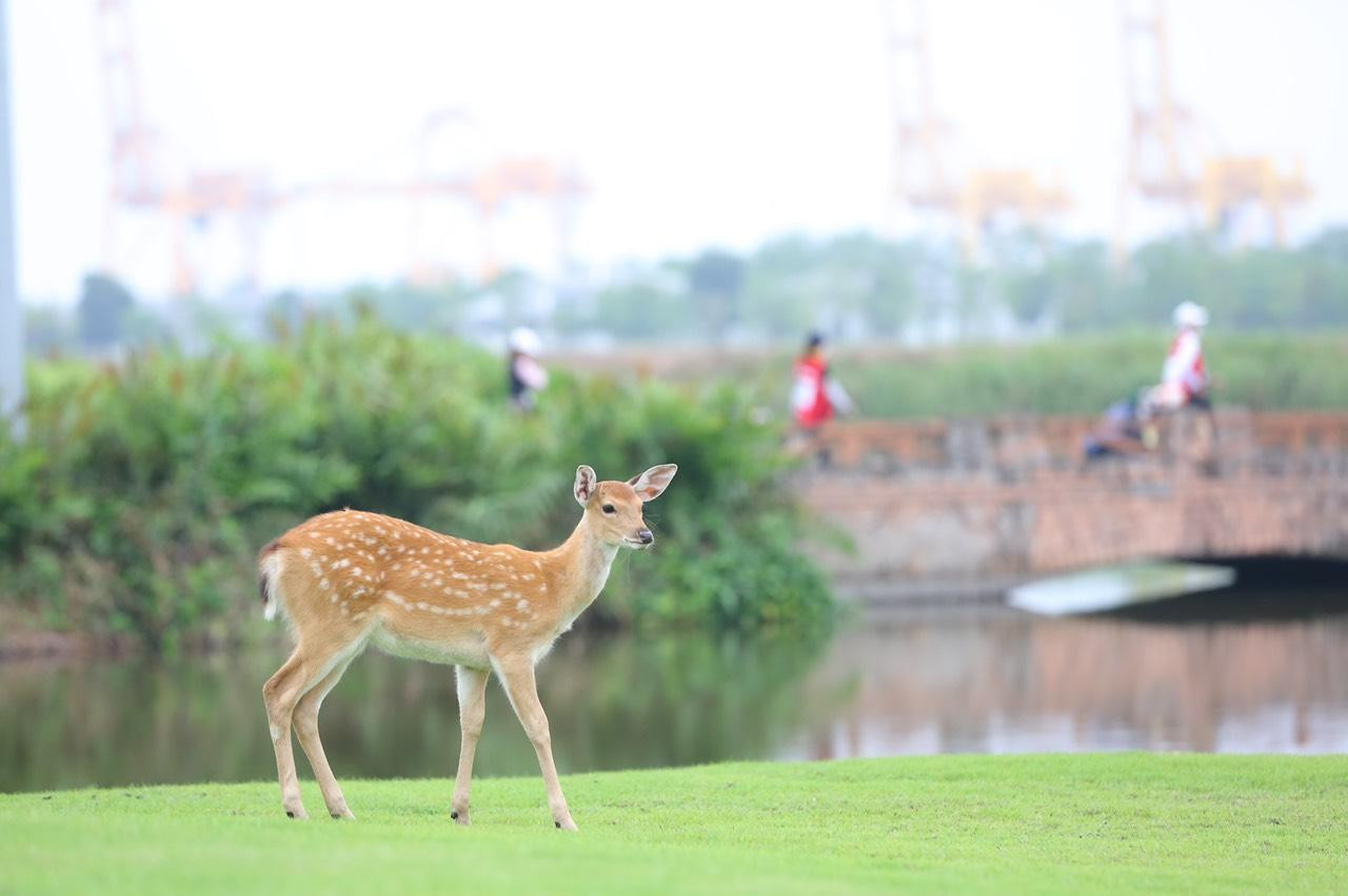 NÓNG: Thêm hole in one tại Giải Vô địch Golf Quốc gia 2022 - Cúp VinFast ảnh 39 NÓNG: Thêm hole in one tại Giải Vô địch Golf Quốc gia 2022 - Cúp VinFast ảnh 39