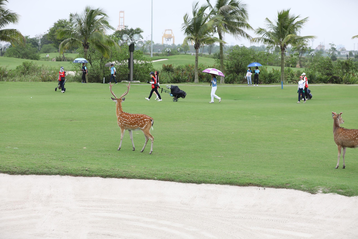 Giải Vô địch Golf Quốc gia 2022 – Cúp VinFast khép lại những ngày đáng nhớ ảnh 45