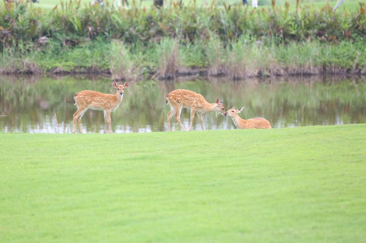 NÓNG: Thêm hole in one tại Giải Vô địch Golf Quốc gia 2022 - Cúp VinFast ảnh 41 NÓNG: Thêm hole in one tại Giải Vô địch Golf Quốc gia 2022 - Cúp VinFast ảnh 41