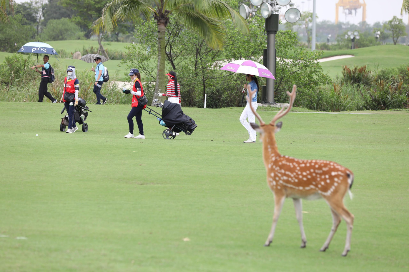 Giải Vô địch Golf Quốc gia 2022 – Cúp VinFast khép lại những ngày đáng nhớ ảnh 43