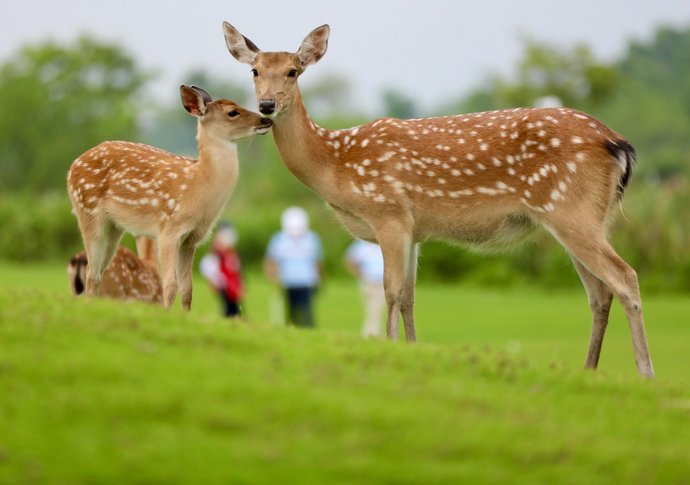Golfer Đinh Thanh Vượng vô địch Giải Golf Hải Phòng mở rộng - Cúp Hoa Phượng 2022 ảnh 37