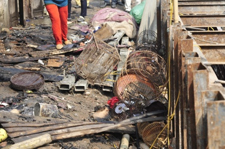 Nhiều lồng chim cảnh không còn gì vì đã được phóng sinh. Nhiều lồng chim cảnh không còn gì vì đã được phóng sinh