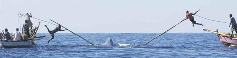 Cảnh săn cá voi chỉ bằng những cây sào tại Indonesia (Bild) Cảnh săn cá voi chỉ bằng những cây sào tại Indonesia (Bild)