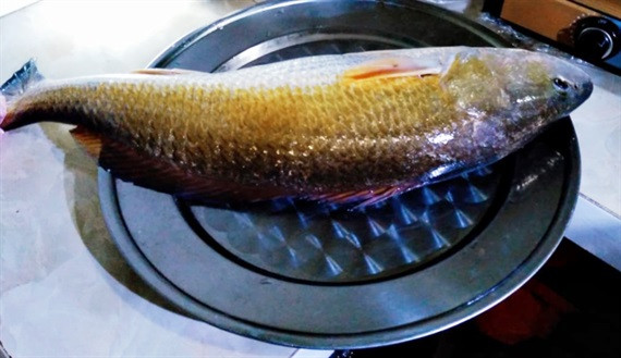 Ngư dân ở TT- Huế bắt được cá nghi sủ vàng quý hiếm ảnh 1