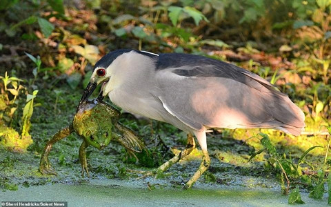 Chim diệc háu ăn nuốt chửng con mồi bằng nửa cơ thể ảnh 1