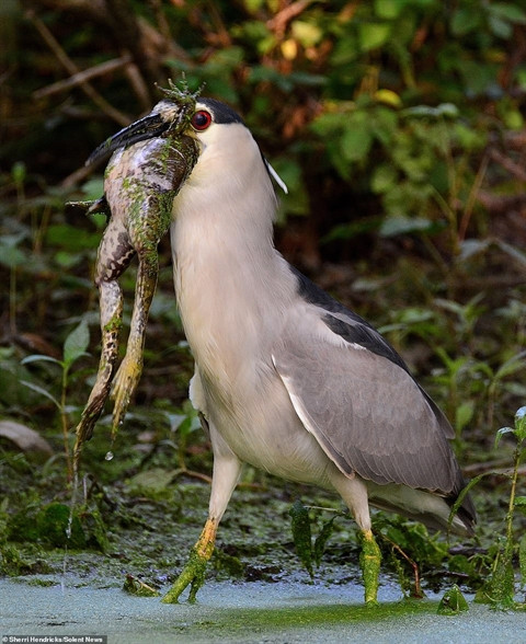 Chim diệc háu ăn nuốt chửng con mồi bằng nửa cơ thể ảnh 3