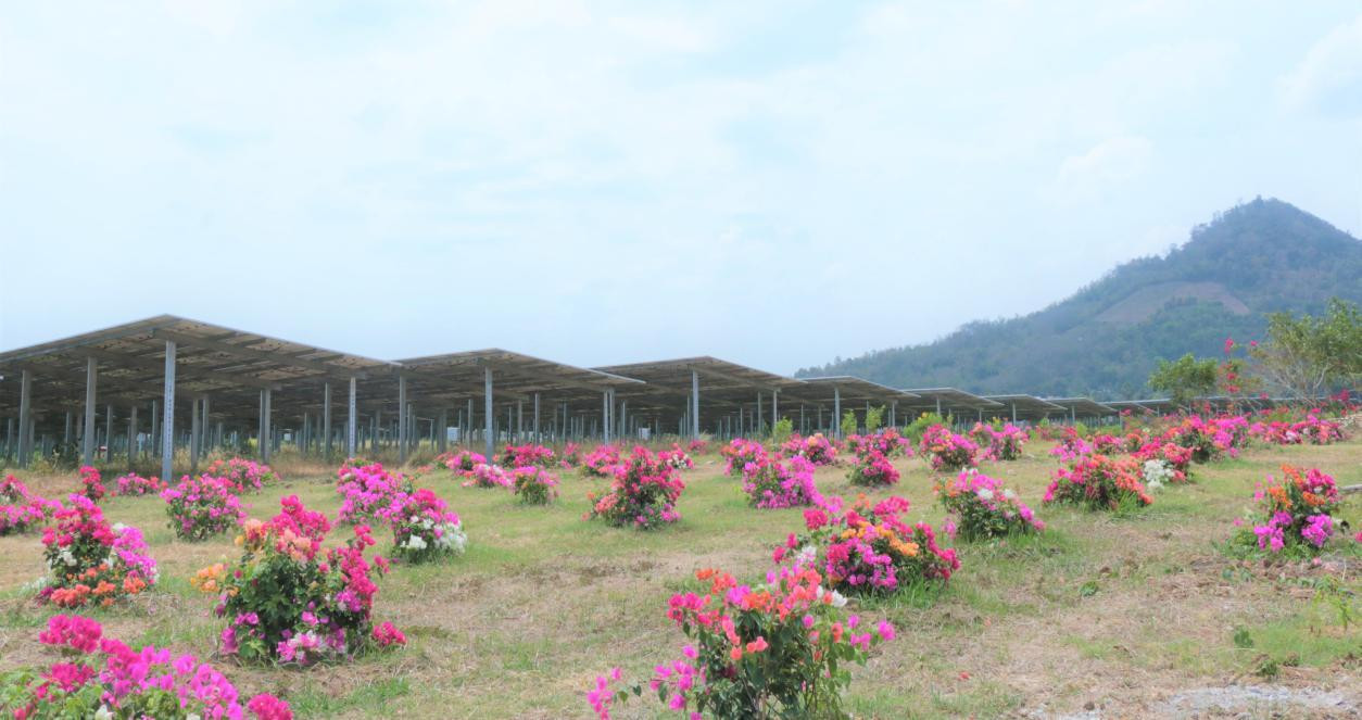 Sức sống mới nơi thảo nguyên điện xanh