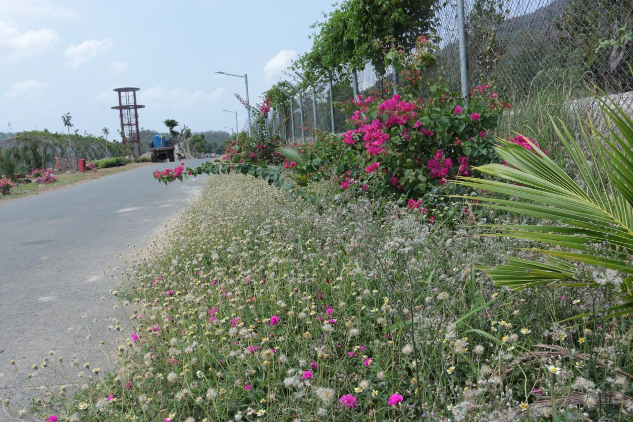 Hoa được trồng đầy các lối đi