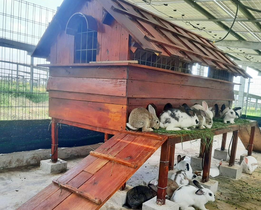 Những chú thỏ xinh xắn trong khu du lịch