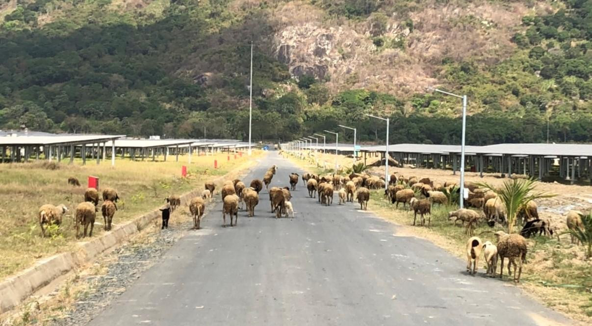 Hàng trăm chú cừu đang thong thả, nhởn nhơ gặm cỏ trên cánh đồng năng lượng