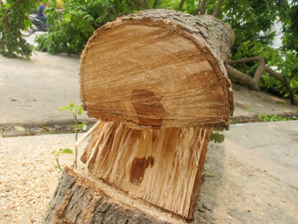 Do lõi cây quá nhỏ nên sưa tặc đã vứt cây lại