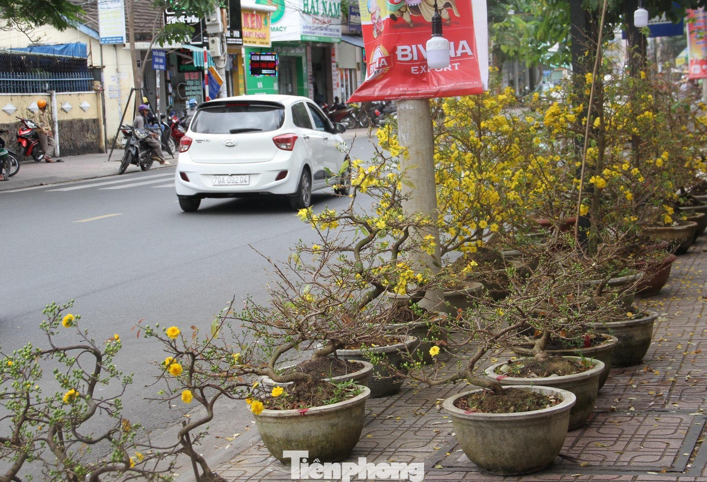 Các chậu mai bày bán tại đường Lý Thánh Tông vắng khách mua. Ảnh T.H
