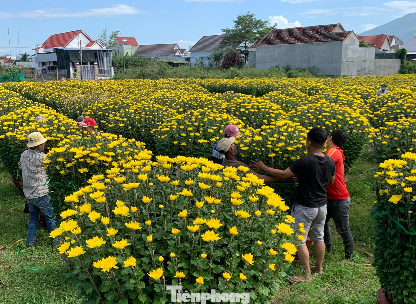Phần lớn hoa cúc tại Ninh Giang đã được thương lái đặt cọc. Ảnh Thục Hiền Phần lớn hoa cúc tại Ninh Giang đã được thương lái đặt cọc. Ảnh Thục Hiền