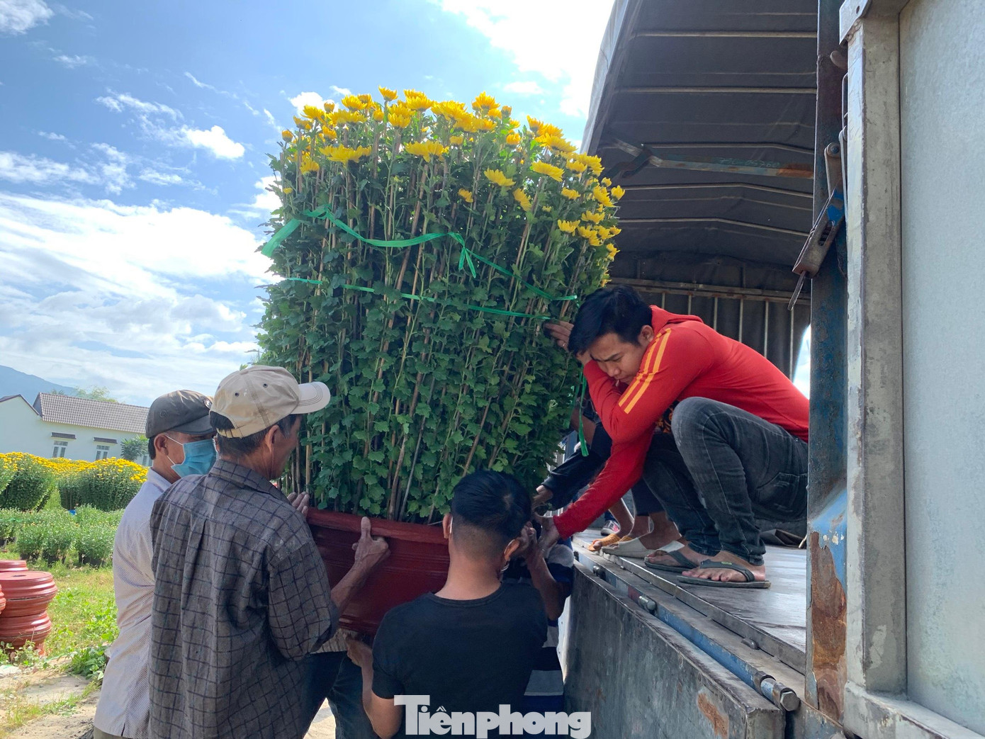 Thương lái vận chuyển hoa cúc tại Ninh Giang đi tiêu thụ tại các tỉnh phía Nam. Ảnh Thục Hiền Thương lái vận chuyển hoa cúc tại Ninh Giang đi tiêu thụ tại các tỉnh phía Nam. Ảnh Thục Hiền