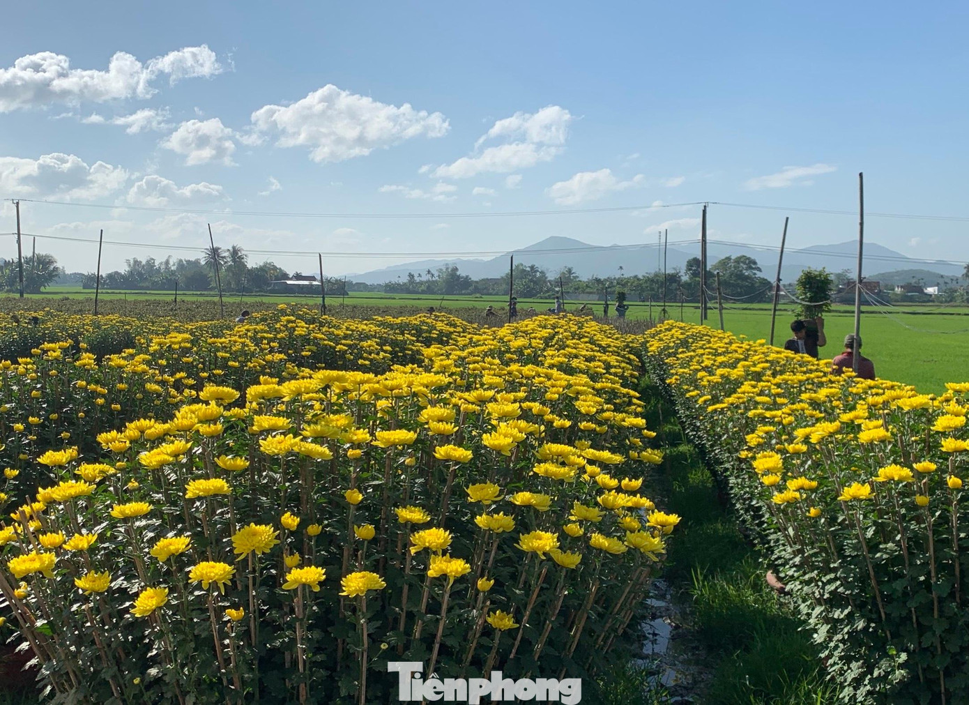 Nhà vườn tại Ninh Giang phấn khởi vì hoa cúc "cháy hàng" và bán được giá. Ảnh Thục Hiền Nhà vườn tại Ninh Giang phấn khởi vì hoa cúc "cháy hàng" và bán được giá. Ảnh Thục Hiền