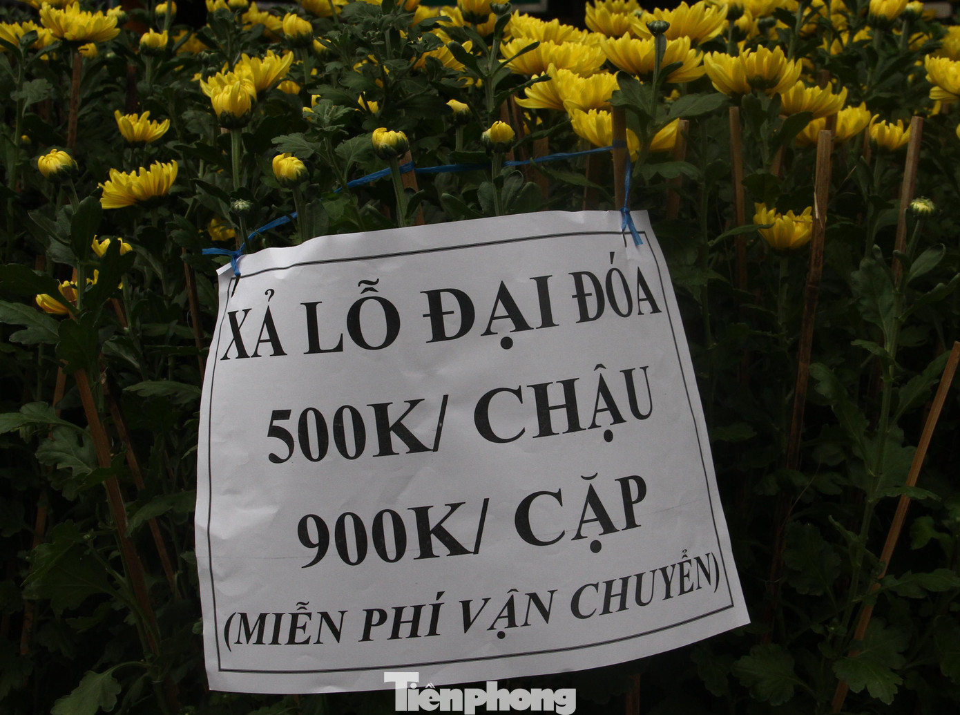 Anh Khánh hạ giá bán cúc nhưng cũng không có khách mua. Ảnh T.H