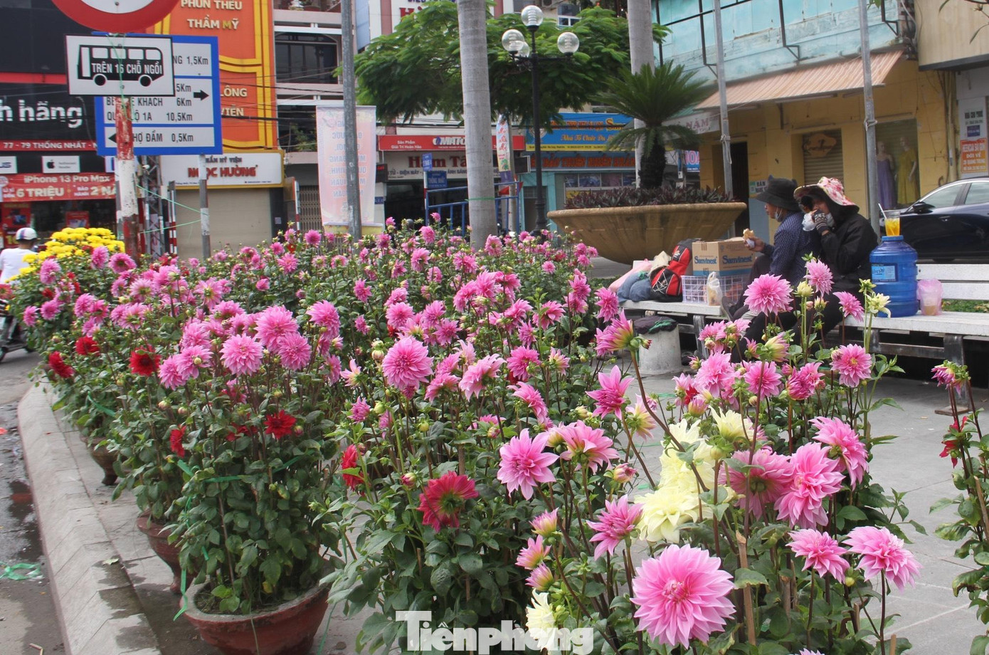 Thưa thớt khách mua hoa tết tại các đường phố Nha Trang. Ảnh T.h