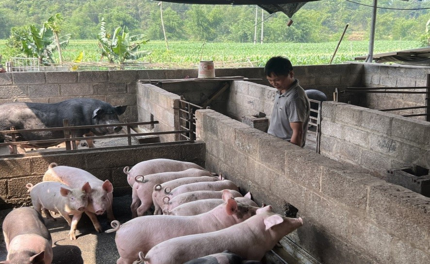 Thành phố Cao Bằng tiêu hủy gần 3 tấn lợn mắc dịch tả lợn châu Phi ảnh 1 Thành phố Cao Bằng tiêu hủy gần 3 tấn lợn mắc dịch tả lợn châu Phi ảnh 1