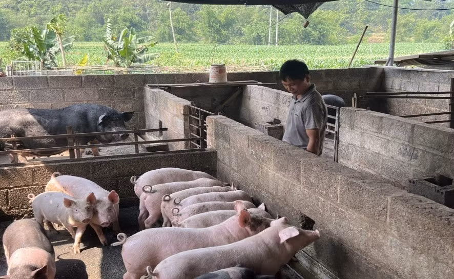 Thành phố Cao Bằng tiêu hủy gần 3 tấn lợn mắc dịch tả lợn châu Phi ảnh 1