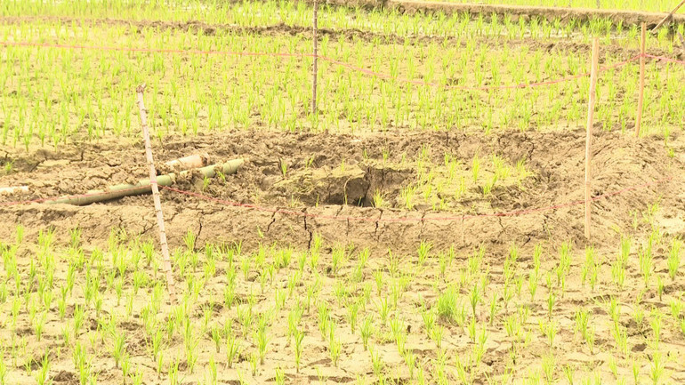 Một ruộng lúa gần đó cũng xuất hiện hố sụt lún. Ảnh: Báo Bắc Kạn. Một ruộng lúa gần đó cũng xuất hiện hố sụt lún. Ảnh: Báo Bắc Kạn.