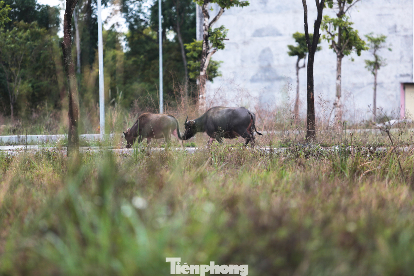 Có mặt tại khu đô thị vào sáng 3/2, ghi nhận thực tế cho thấy dự án đã triển khai xây dựng một số hạng mục hạ tầng kỹ thuật cùng hai dãy nhà phố kết cấu thô. Phần lớn diện tích đất còn lại cỏ mọc um tùm, là nơi chăn thả trâu bò của người dân.