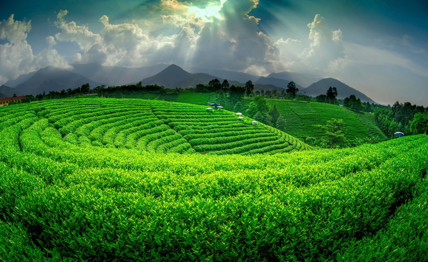 Thái Nguyên phát động cuộc thi viết về cây chè và ngành chè của tỉnh.