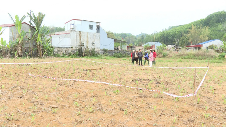 Khu vực ruộng ngô có hiện tượng sụt. Ảnh: Báo Bắc Kạn. Khu vực ruộng ngô có hiện tượng sụt. Ảnh: Báo Bắc Kạn.