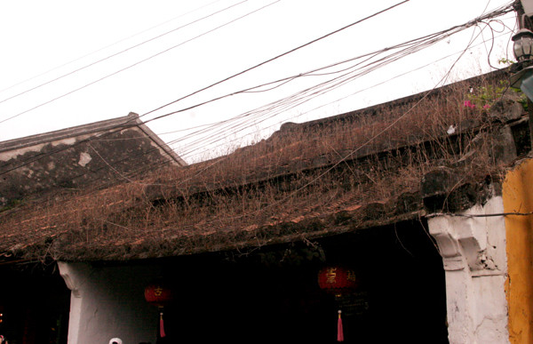 Nhiều mái phố với dấu ấn thời gian là những cây cỏ