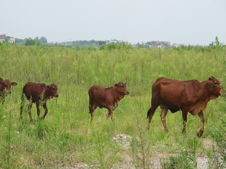 Mặc dù chỉ là bãi đất hoang nhưng từ đầu năm 2011, đã có hàng trăm nhà đầu tư góp vốn mua dự án này. Tuy nhiên, nhìn cảnh đàn bò thản nhiên rong chơi trên đất của dự án Minh Giang nhiều nhà đầu tư không khỏi 