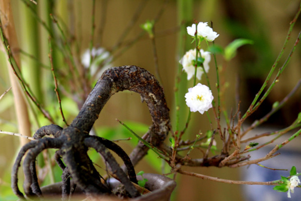 Bạch mai thường được tạo dáng từ nhỏ để gợi nét uyển chuyển