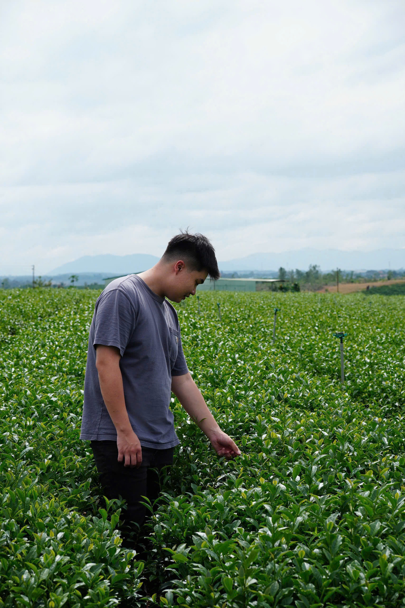 Chàng trai khởi nghiệp một thương hiệu trà ở quê hương Lâm Đồng. Chàng trai khởi nghiệp một thương hiệu trà ở quê hương Lâm Đồng.