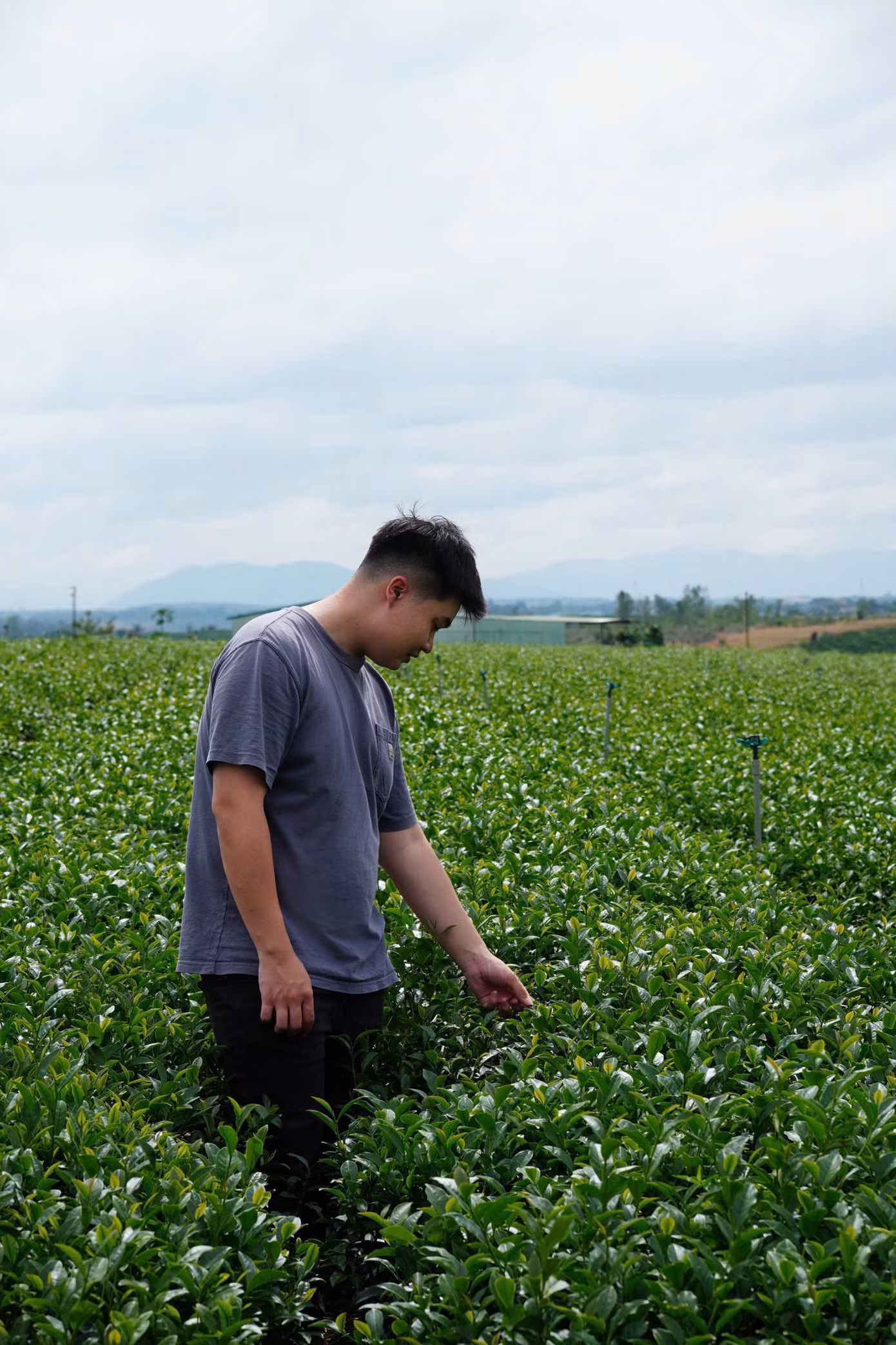 Chàng trai khởi nghiệp một thương hiệu trà ở quê hương Lâm Đồng.