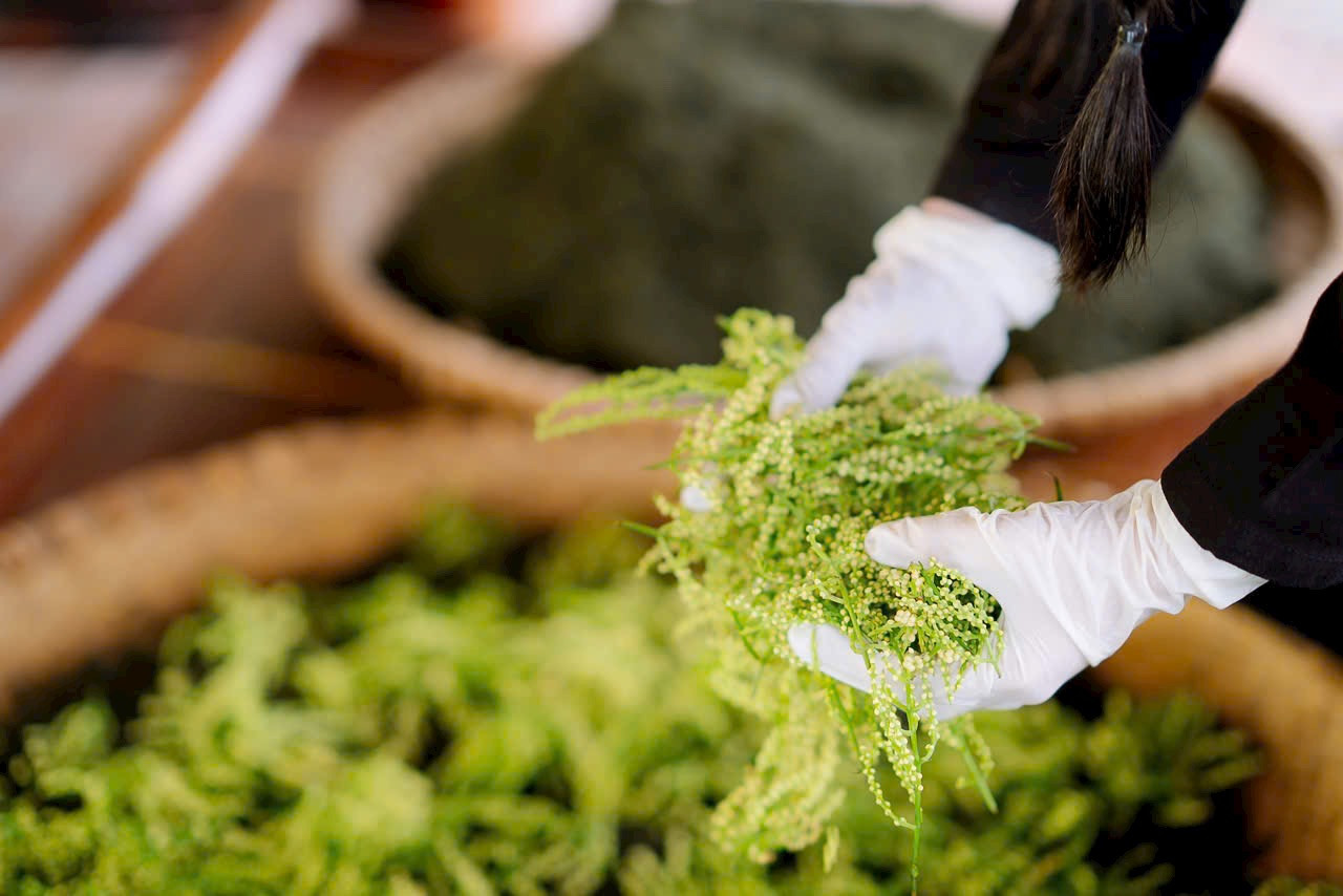 Hoa sói – loài hoa nhỏ, trắng tinh khôi. Hoa sói – loài hoa nhỏ, trắng tinh khôi.