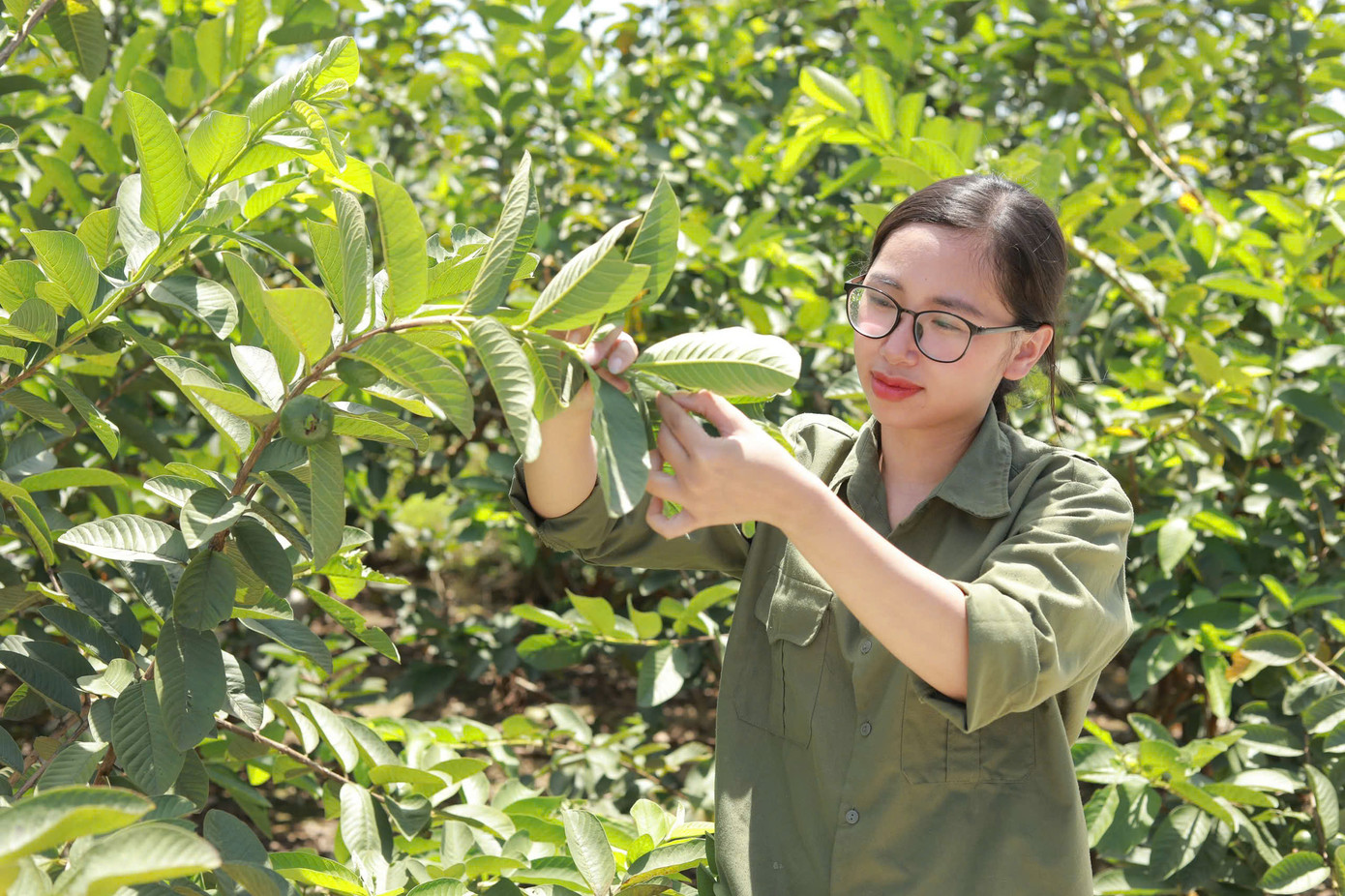 Chị Nguyễn Ngọc Lan quyết định từ bỏ công việc tại Hà Nội để trở về quê hương nghiên cứu và phát triển trà lá ổi.