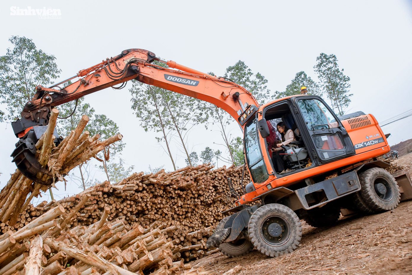 Ở vùng quê Hương Sơn, Lạng Giang, Bắc Giang, nơi nhà nhà làm ván bóc, cô gái Nguyễn Thị Hậu nổi bật với công việc lái máy xúc. Khác với vẻ ngoài xinh xắn, gọn gàng, Hậu thuần thục điều khiển cỗ máy khổng lồ, gắp gỗ thoăn thoắt. &quot;Nhà có việc thì mình làm&quot; - Hậu chia sẻ lý do chọn công việc vốn được xem là của đàn ông.