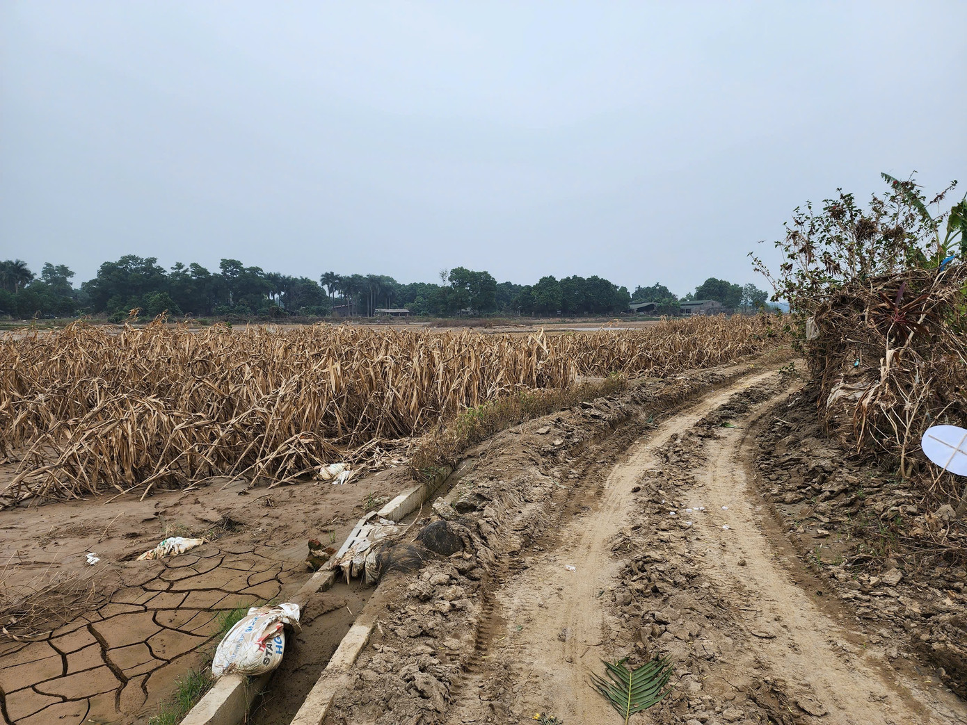 Ruộng ngô của gia đình sau khi cơn lũ đi qua.