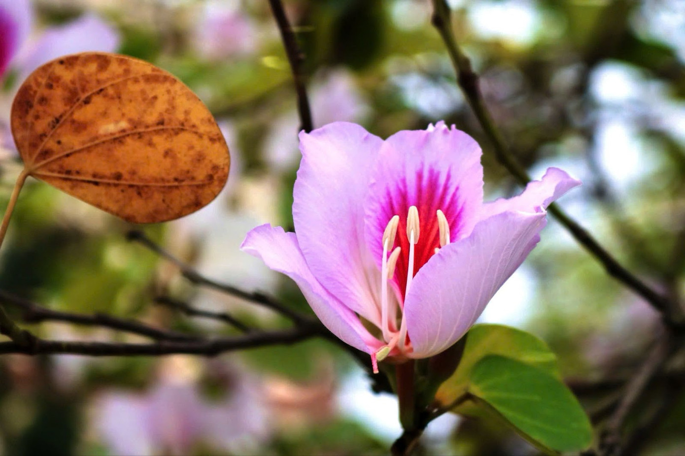 Hoa ban không chỉ là sắc hoa của đất trời Tây Bắc, mà còn trở thành chứng nhân cho những năm tháng tuổi trẻ rực rỡ nơi giảng đường.